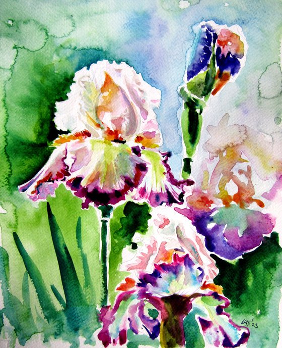 Iris from the garden