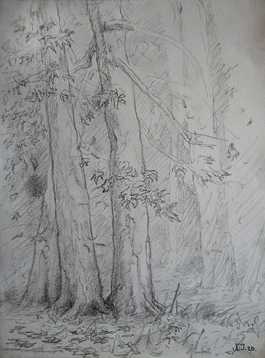 Tree study IV by Nikola Ivanovic