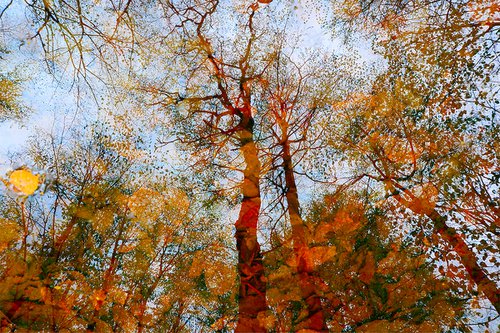 Imaginary forests 1 by Jochim Lichtenberger