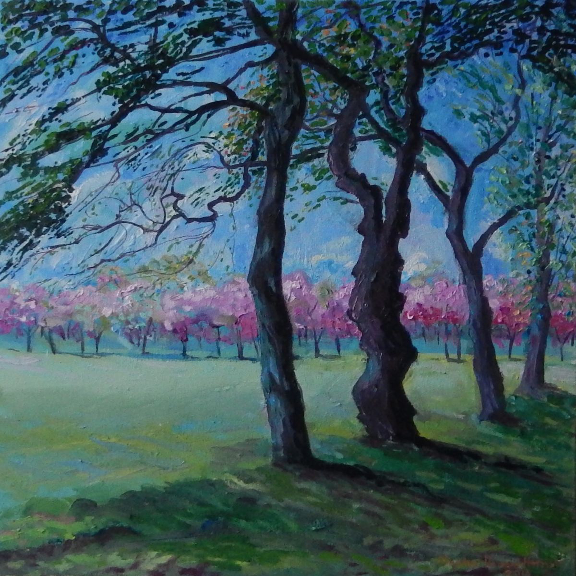 Cherry Trees In Edinburgh Artfinder