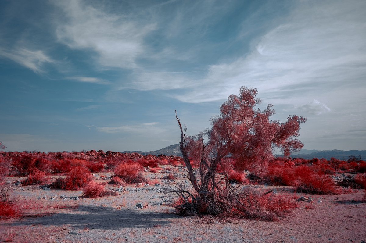 Smoke Trees, Porcupine Wash by Mark Hannah