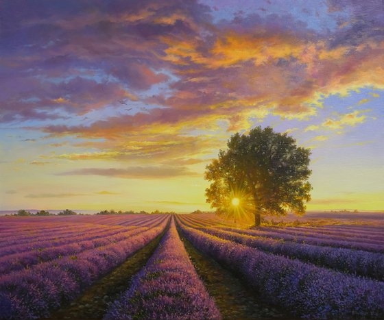 Lavender evening