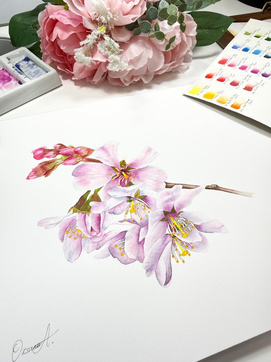 Cherry Blossom
