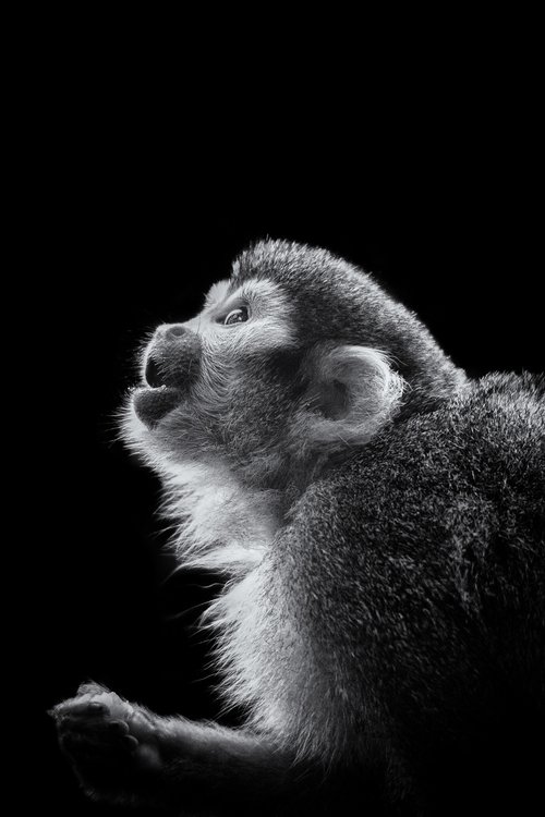 Squirrel Monkey by Paul Nash