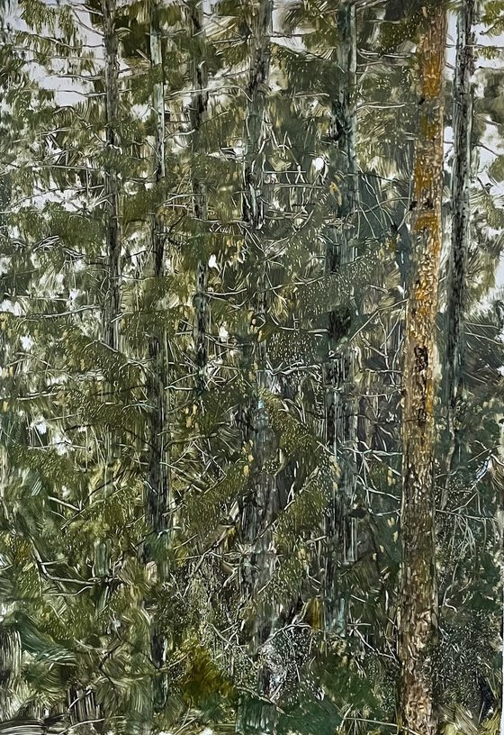 Fir trees and pine trees