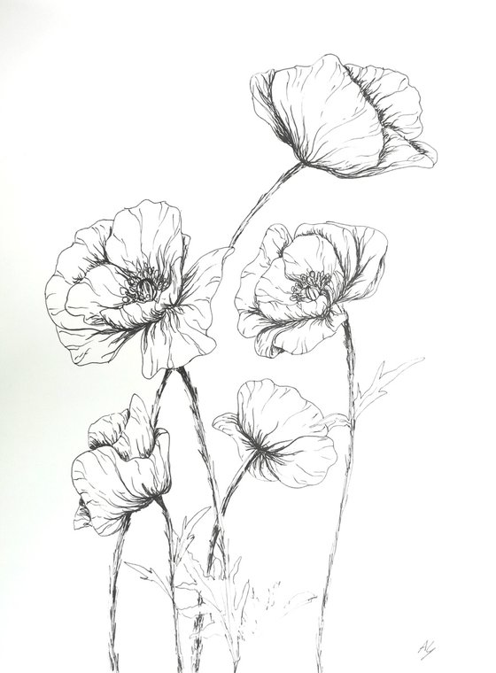 Poppies