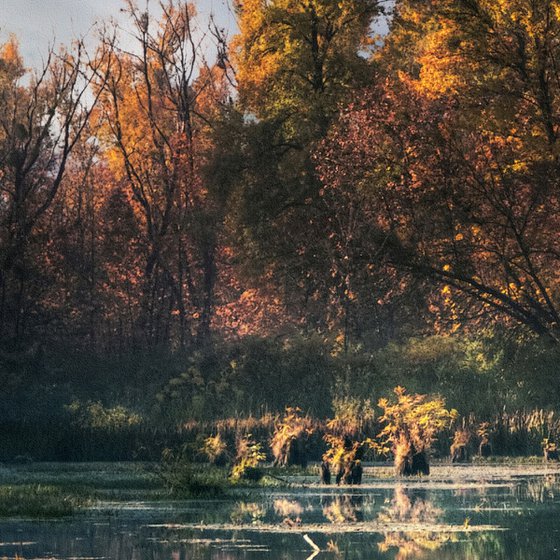 Panoramic Autumn.
