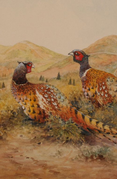 Malvern Pheasants by Christopher Hughes