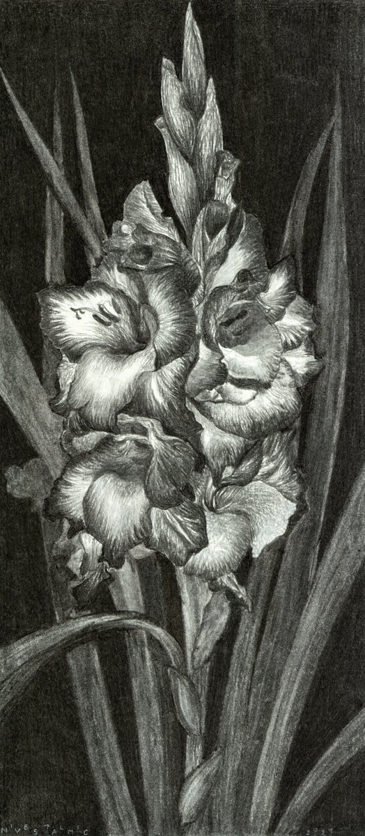 Photorealistic Botanical Charcoal Drawing By Nives Palmic, 8 X 19", Gladiolas, Original Artwork