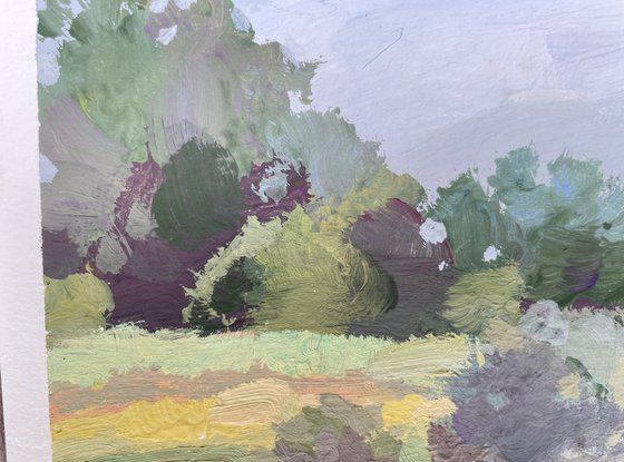 Olive trees in the poppy field . Occitanie.