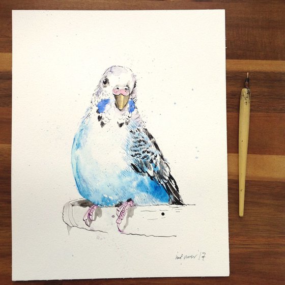 Blue and White Budgerigar