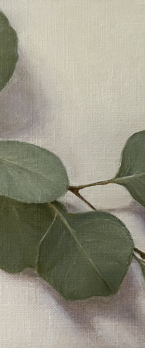 Eucalyptus by Daiva Karaliute