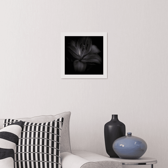 Lily Blooms Number 5 - 12x12 inch Fine Art Photography Limited Edition #1/25