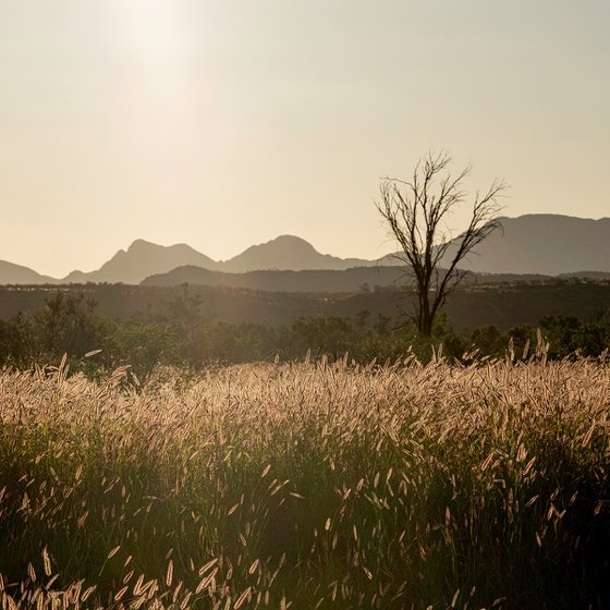 Grass Plains Outback Australia #5