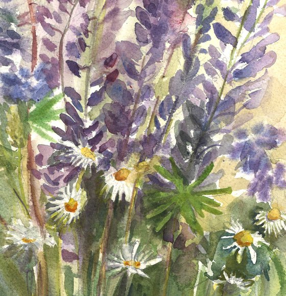 Lupine Fields