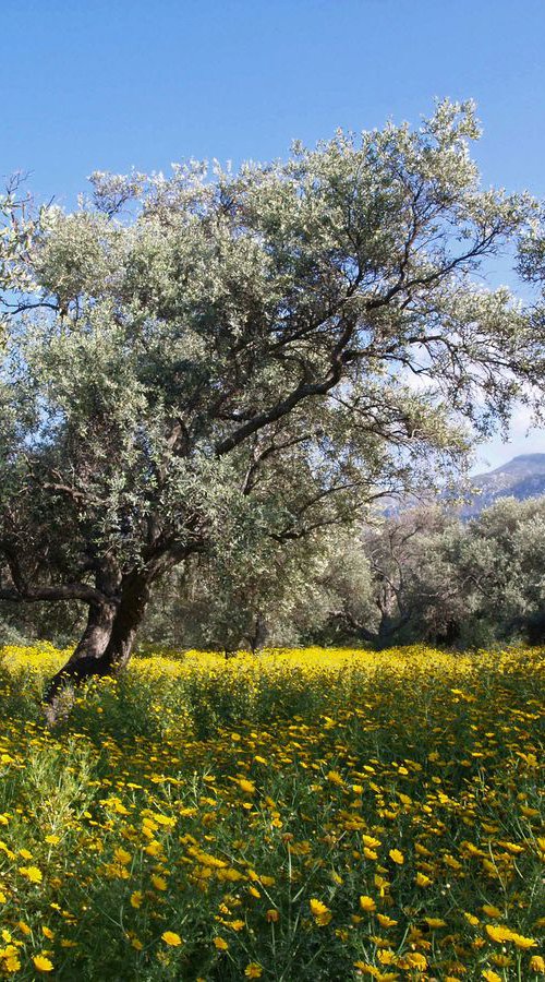 The Old Olive Grove 2 by Alex Cassels