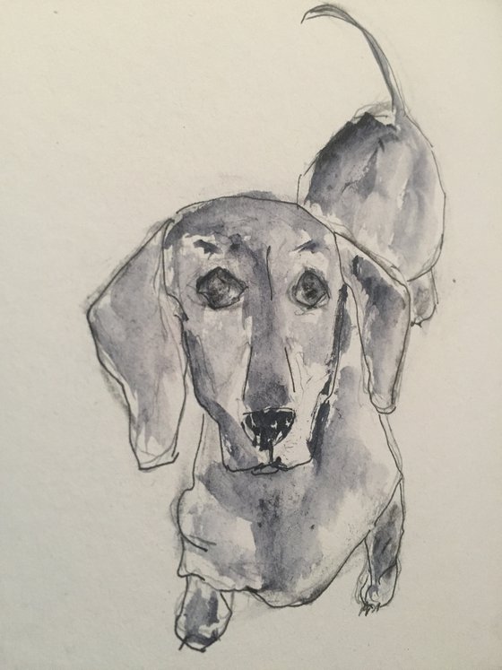 Sausage dog sketch