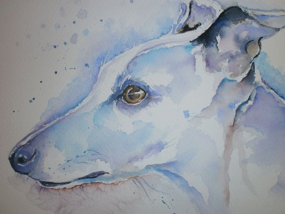 wistful whippet