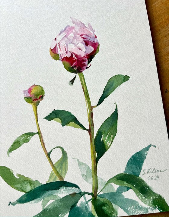 Young Peony