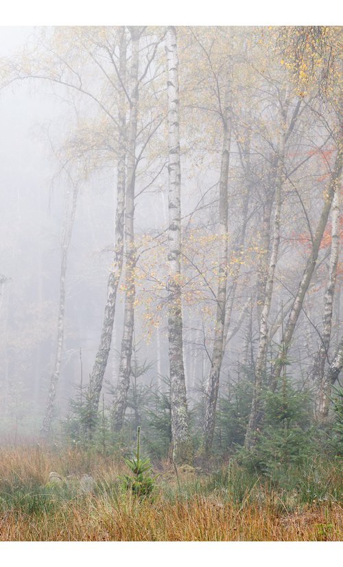 November Birches II by David Baker