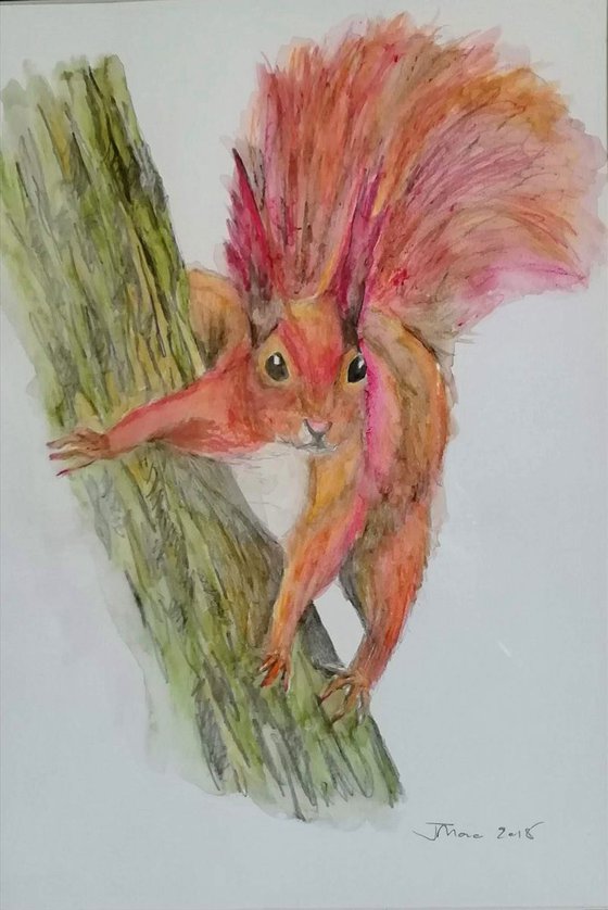 Red Squirrel