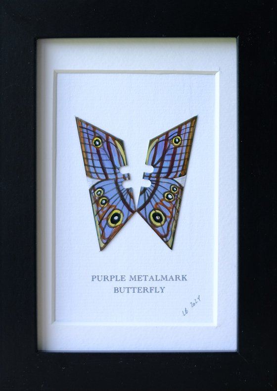 Purple Metalmark butterfly