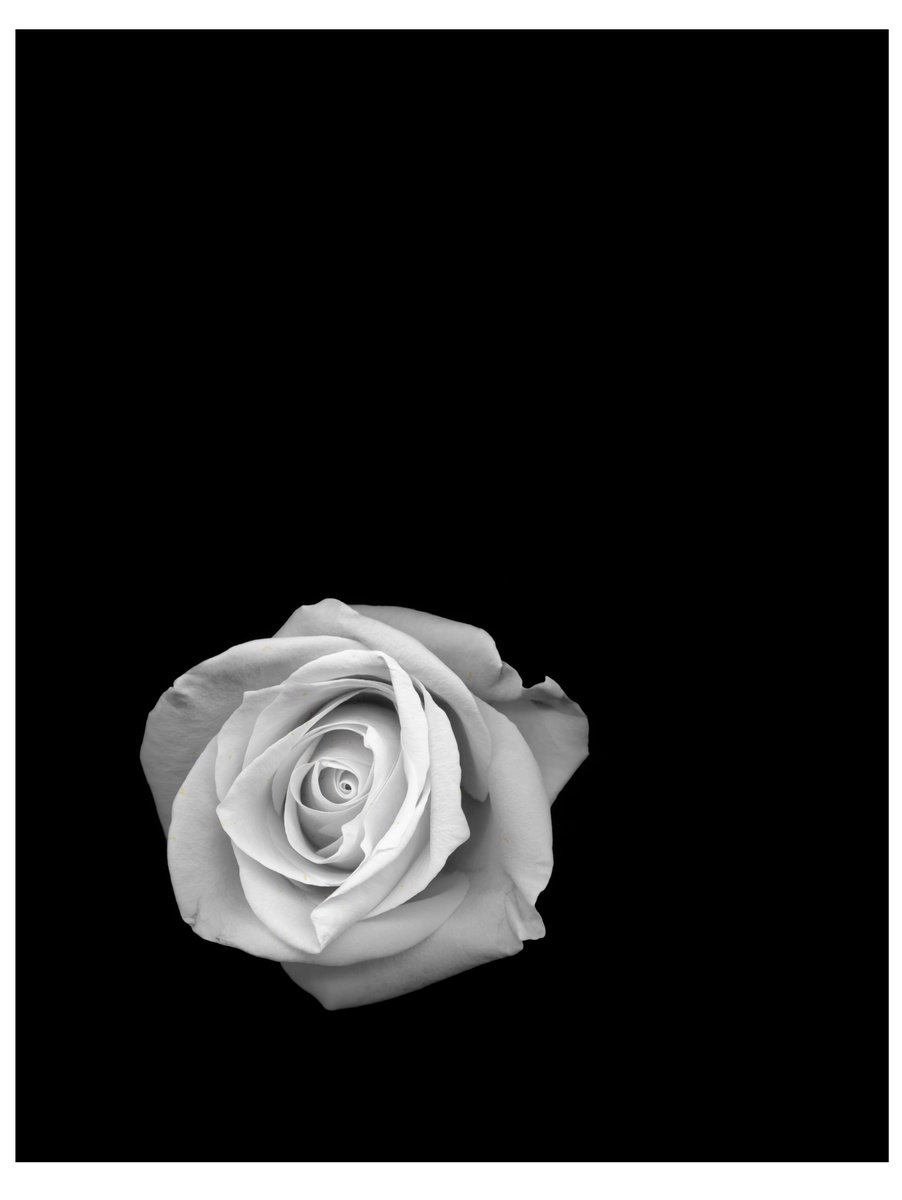 Photorealistic Botanical Photograph By Robert Houser, 38 X 26", Rose Against Black, Original Artwork