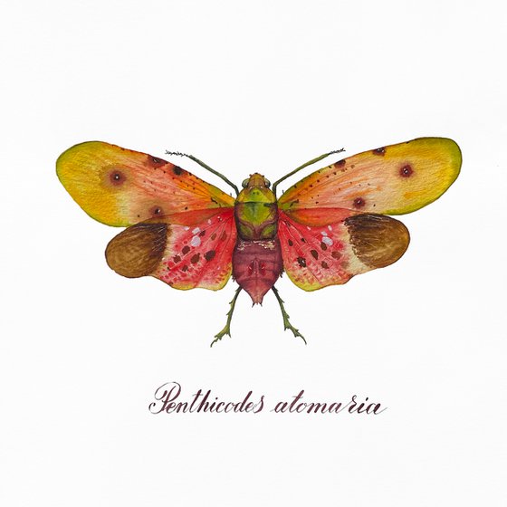 Penthicodes atomaria firefly. Original watercolour artwork with calligraphic lettering.