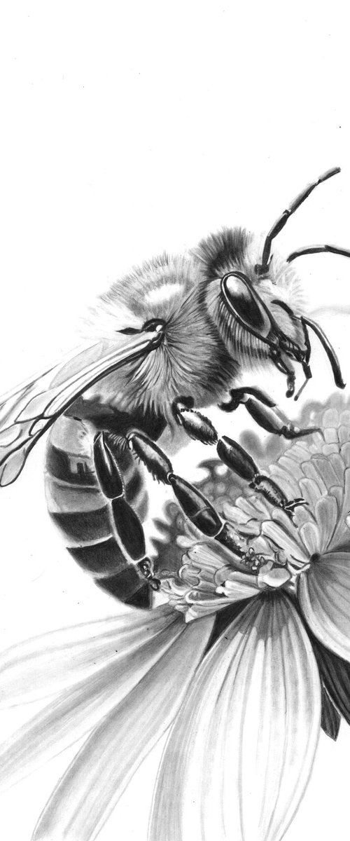 Bee in Pencil #4 by Paul Stowe