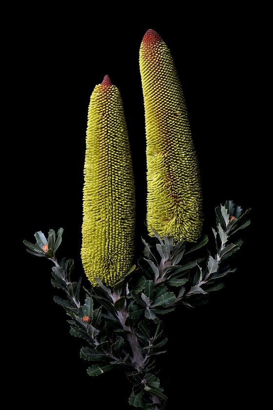 Cut-Leaf Banksia