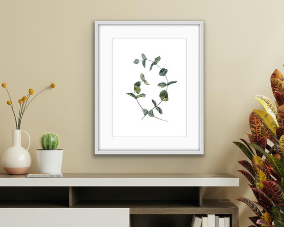 Two eucalyptus branches. Original watercolor artwork.