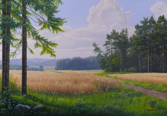 Ripening mountain fields