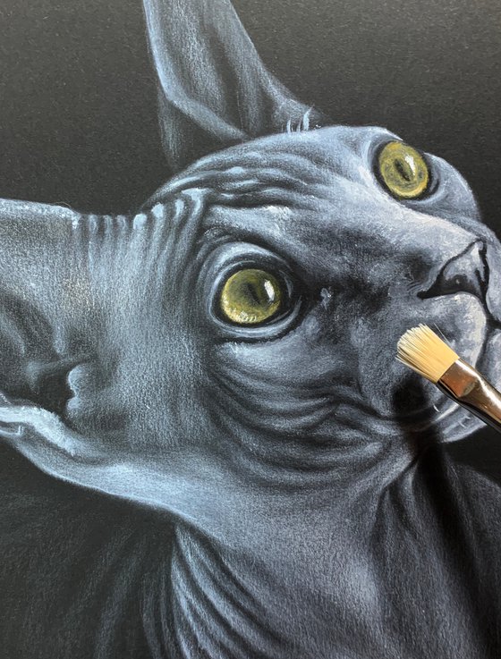 Sphynx portrait