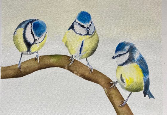 Blue tits on branch