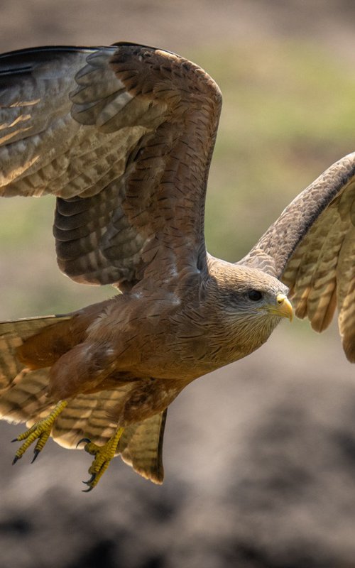 Flying Kite by Nick Dale