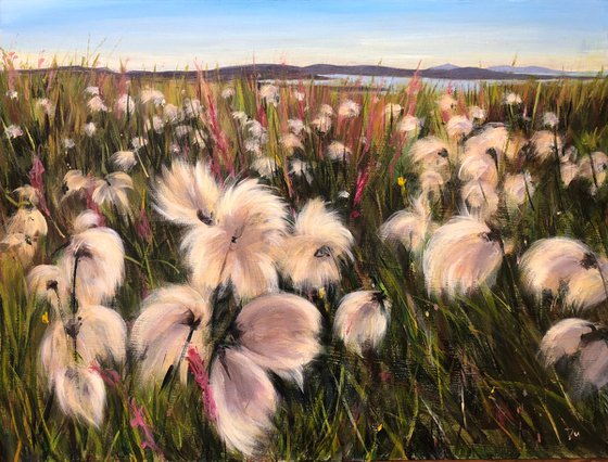 Iceland cotton grass