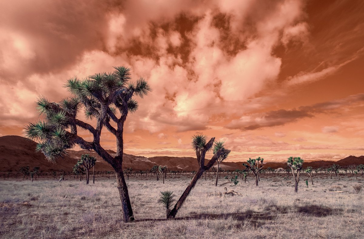 Winter Sunrise in the Mojave by Mark Hannah
