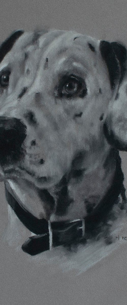 Dalmatian Portrait by Matt Foy