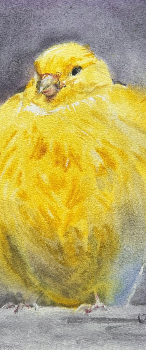Canary by Alla Semenova