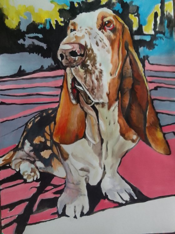 Bassethound