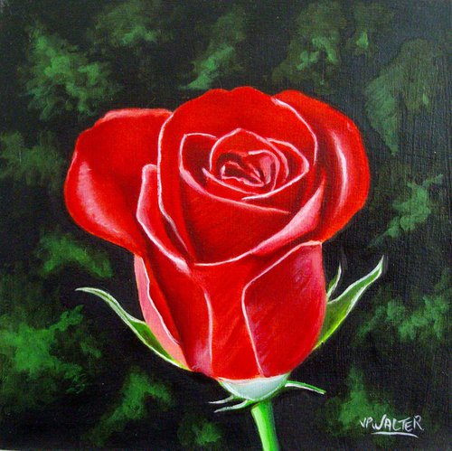 Valentine rose by Jean-Pierre Walter