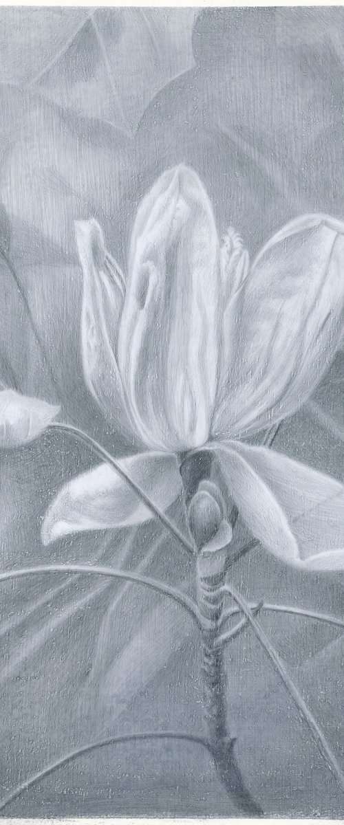 Tulip Tree Flower by Yuliia Moiseieva