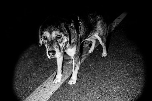 Dog on the line by Salvatore Matarazzo
