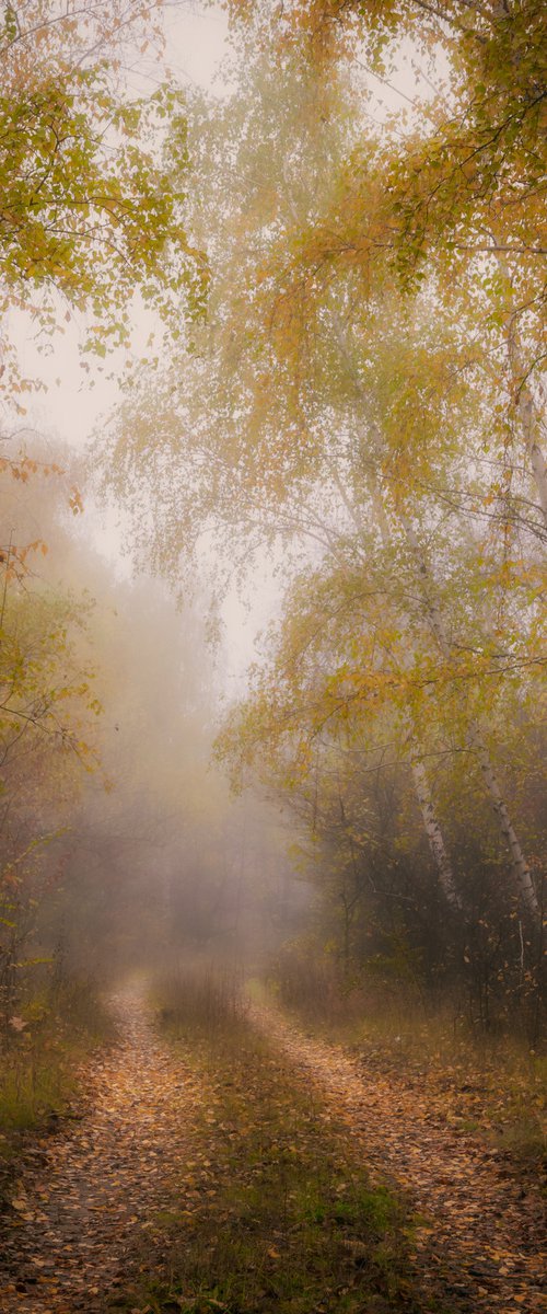 Foggy path by Vlad Durniev