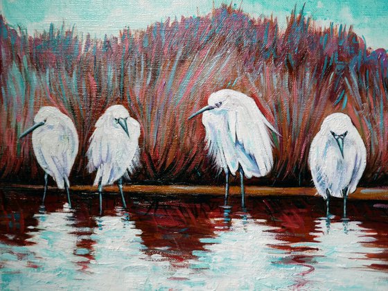 Egrets in Camargue