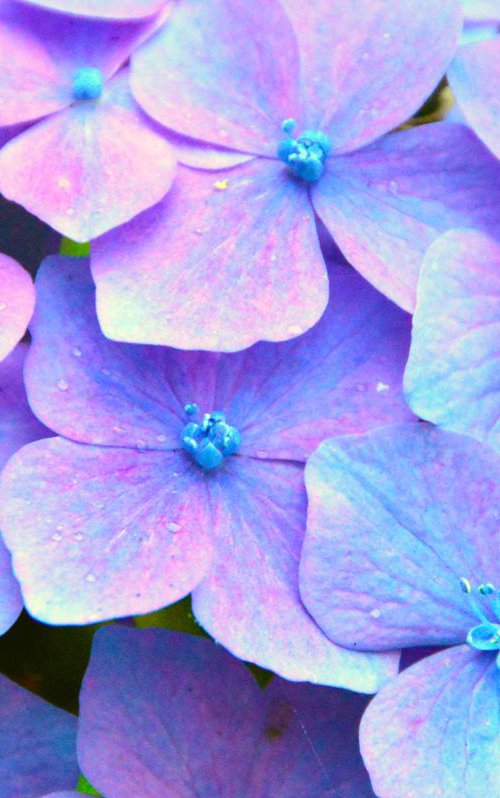 Purple Hydrangea by Brian O'Kelly