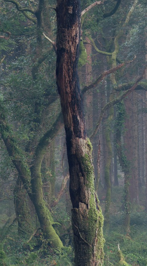 Three Trees by Paul Nash