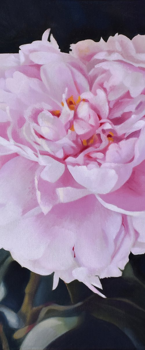 Pink Peony. by Vera Higgins