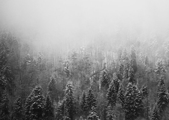 Forest in the Snow
