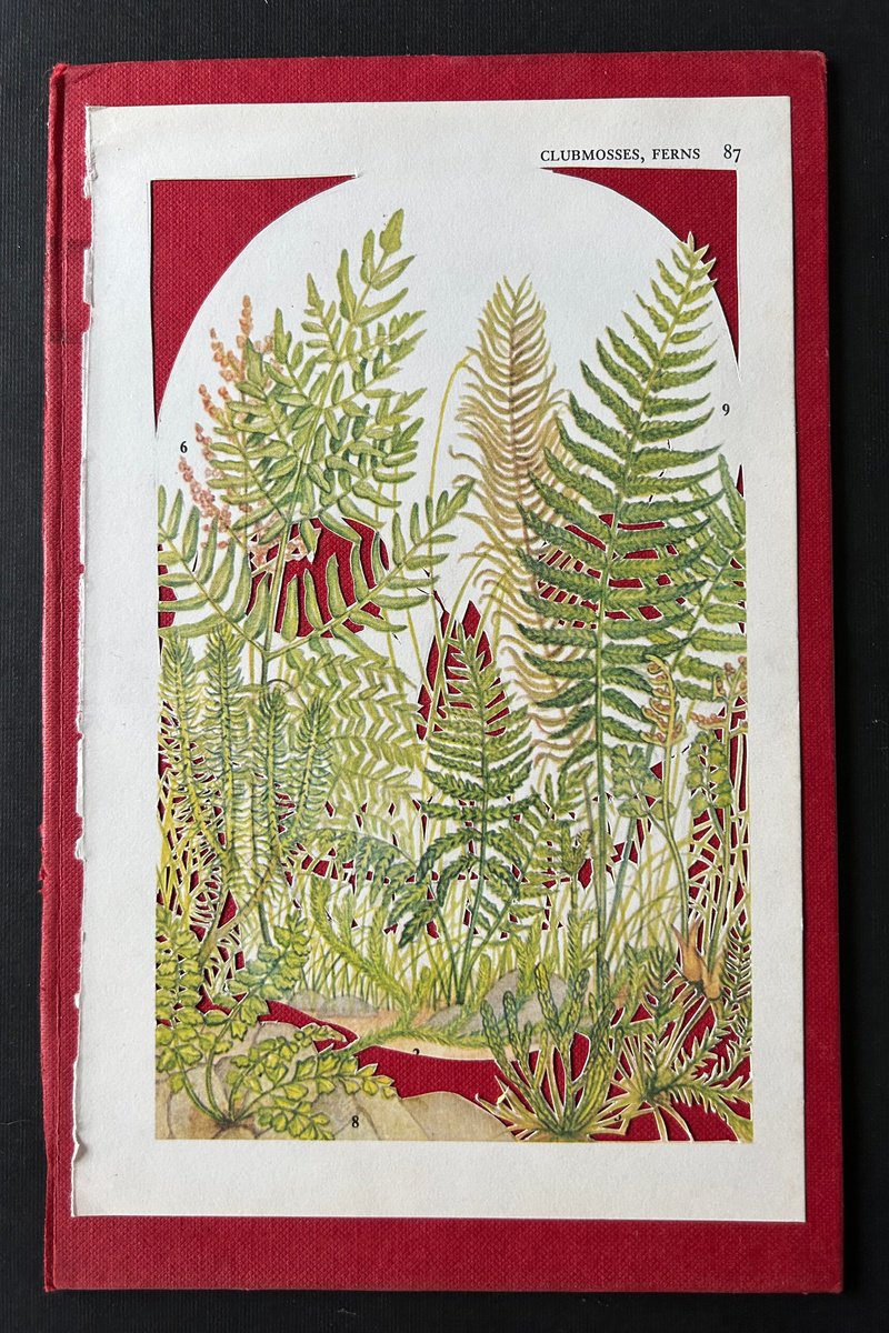 Clubmosses, Ferns by Nina Shilling